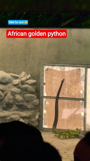African golden python#africa #python #photography #ytshorts #foryoupage #shortsfeed #explore #snake