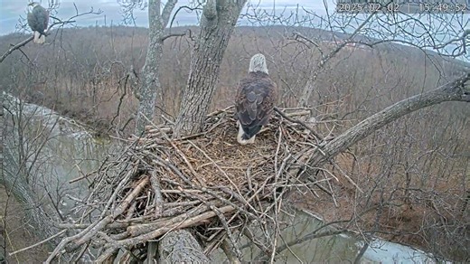 20K views · 973 reactions | Dinner for my Lady  | Dulles Greenway Eagles | Facebook