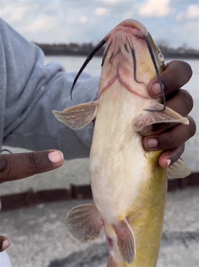 Understanding Catfish Feeding Patterns in Early Spring