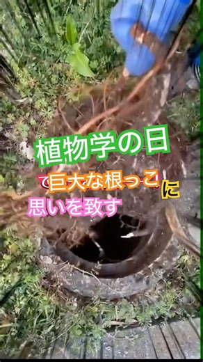 植物学の父「牧野富太郎博士」の誕生日🎂に、排水設備に侵入する植物を考える #フォロバ #排水管高圧洗浄 #ホームエクスプレス #植物学 #牧野富太郎