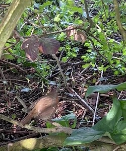 554K views · 41K reactions | Male and female robin 殺 Bobbin and Bobette This is the only way I can tell a male robin from a female robin. The male robin will feed the female and the fledglings during the spring and breeding season. (The robin being fed is not a baby) | Putman and Robin | Facebook