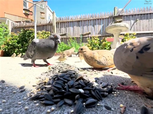How to attract dove to your roof | BIRD 24