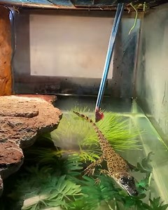 This baby saltwater crocodile jumping out of the water for its food is just too cute! This is a natural behaviour for crocodiles, and in the wild they will jump up and grab birds, lizards, snakes, frogs, mammals and even insects from branches, high banks, rock ledges etc. With a burst of energy and a powerful flick of the tail a full grown crocodile can launch up to 3quarters of its body length vertically out of the water.. and they can grow over 5m long.. you do the math. Yiewww!! | Wildman Adv