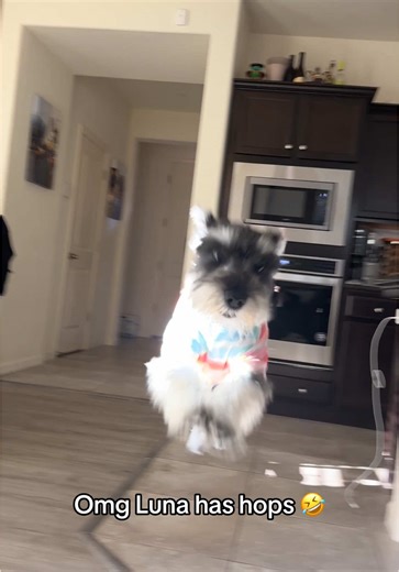 Schnauzer's Hilarious Jumping Skills Captured on Video