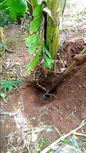 How to remove banana tree from banana ........