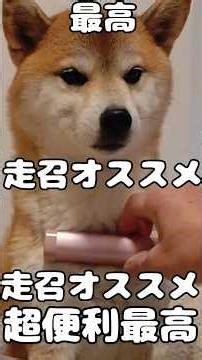 充電式カイロ 犬のお散歩におすすめ🐕‍🦺☺