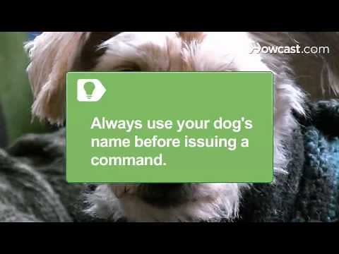 How to Talk to Your Dog