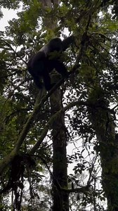 A whole #mountaingorilla #silverback in his majesty & power climbing a tree🌳🦍 #silverbackgorilla do not often move above the ground because of their great weight, but even they will climb high into fruiting trees & succulent leaves if the branches can carry their weight. This gigantic silverback feels like he's on the moon🌍 Unforgettable encounter, magical moment sighting this enormous & rare gentle giant of the forest in it's natural habitat🌳🦍🌿🍀 Explore this and more on your #gorillatrek