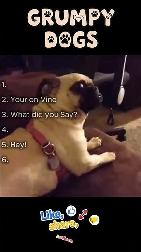 Top 6 Grumpy Dogs | Cutest Angry Faces Ranked!