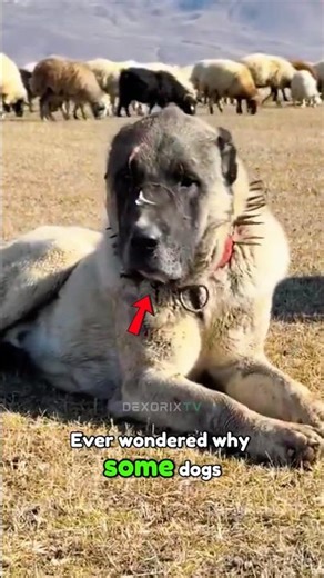 The brutal truth behind spiked dog collars will shock you—these weren’t created for looks