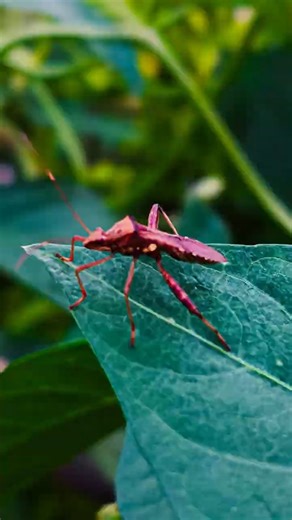 Creative Mobile Photography | Tips & Tricks Using PRO Mode Phone Camera📸