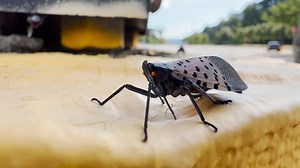 INVASIVE SPECIES - Spotted Lantern Fly -- Help us watch for this invasive insect which has yet to arrive in Missouri. It poses a threat to native trees like walnuts and maples, as well as agricultural plants like grapevines. | Missouri Dept. of Conservation