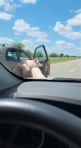 When Your Car Opens… and PIGS Come Running Out?! 🐖😱 / Why Are There Pigs in His Car?!?! #funny