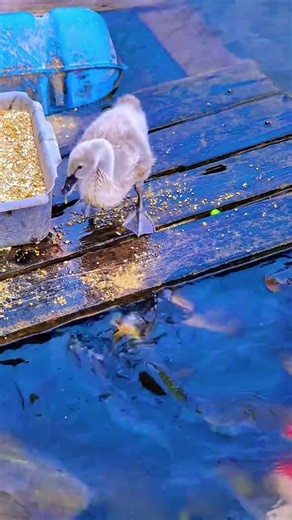 Cours de Coran: Apprendre avec Allah et le Prophète Mohammed