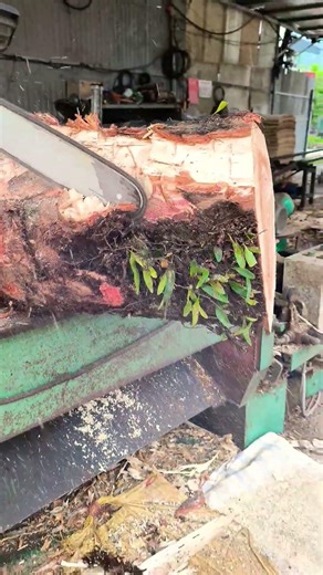 Round the log using a chainsaw. #woodcutting#wood#machine#woodworking#chainsaw