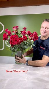 7.5K views · 285 reactions | Valentine Fever at Josarflor in Cayambe, Ecuador! Rose ‘Born Free’ looks amazing now for your Valentine! This rose is now available at 13(!) Ecuadorian Rose growers. Reasons to get this rose: Less Thorns, slowly opening, Ruby red red color, high production, high packing rate.Born Free is bred by De Ruiter Ecuador #rosebornfree #bornfreeroses #roses #valentine Thursd. | Peter van Delft | Facebook