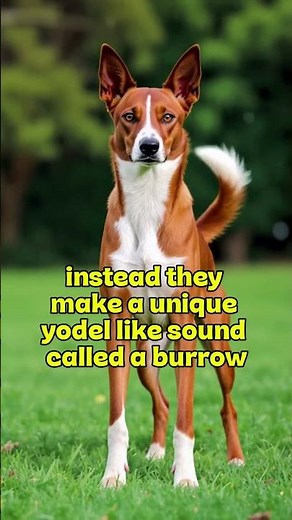 The Dog That NEVER Barks! 🐶✨ Basenji Yodel Magic