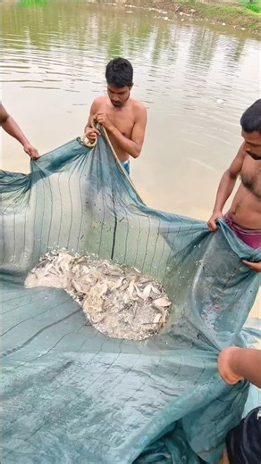 How many fish can be caught by pulling the net across the pond 100 times? #fishing #shorts #viral