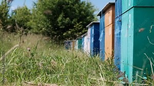Apiary. The bees circle around the hive and put the freshly floral nectar and flower pollen inside the hive. Slow-motion video