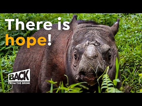 Why the Sumatran Rhino is NOT Extinct (Yet) | Back from the Brink