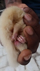 114K views · 1.2K reactions | Rip loki #tamil #pet #chennai #a5hit #trendingreels | Arun Arumugam | Facebook