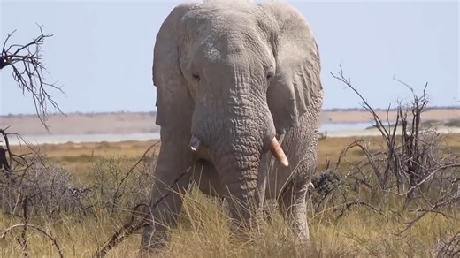 Watch what happens when an elephant returns to alcohol-rich fruit again and again