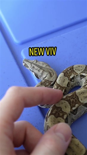 I think he likes it🧎🏽‍♂️ Bioactive vivarium for Paraguana peninsula boa. Theyre a rare dwarf locality of imperator that stay pretty small. True bioactive vivariums can be really tricky for heavier animals. These ecosystems relay on healthy, growing plants to export nurtrients, so if he crushes them, the setup will fail. Thank you again to the @thebiodude for those sweet pieces of wood. Fingers crossed 🤞🏻. #reptile #reptilesoftiktok #terrarium #bioactiveterrarium