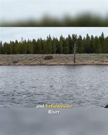 Yellowstone's Madison River: Fly Fisherman's Paradise Explained #shorts