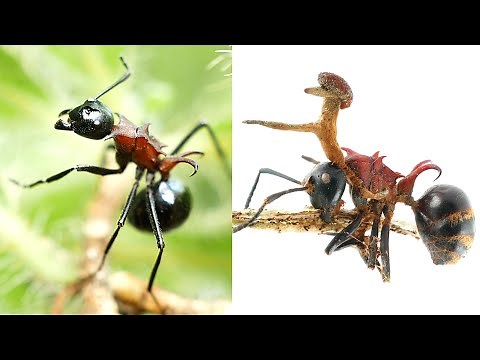Zombie ants behave strangely