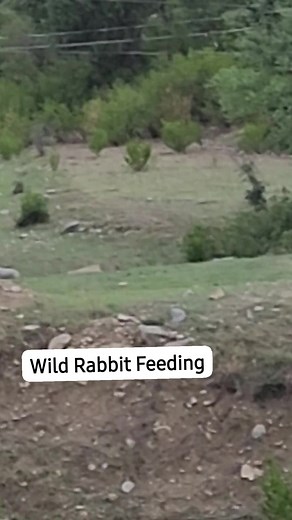 Wild Rabbit Feeding Itself || #wild #wildrabbits #wildlife #USAwildlife #USAbirds | Birds Lover 2