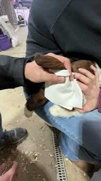 840ID Microchip - How to insert into tail of #goat