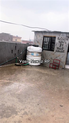 Enjoying Parrots on a Rainy Day