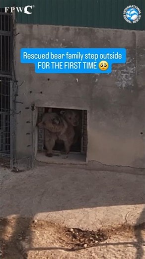 Rescued Bear Family Step Outside For First Time #bears #animals #wildlife