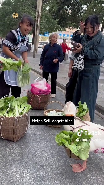 A FEW HELPFUL THINGS THE GOOSE DOES 😎 Meet the goose that does it all. From hauling goods like a porter to being a loyal companion at the market. Always by its owner's side, this goose is going viral! #goose #amazingpets #animalsoftiktok #fyp #chinatrend #Chinanews #viralvideo #funny #cute