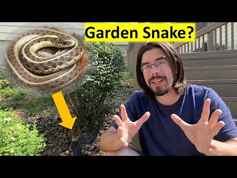 Looking for Eastern Garter Snakes in the Garden!