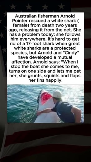A Shark’s Unexpected Bond