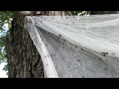 Spotted Lantern Fly Homemade Funnel Trap