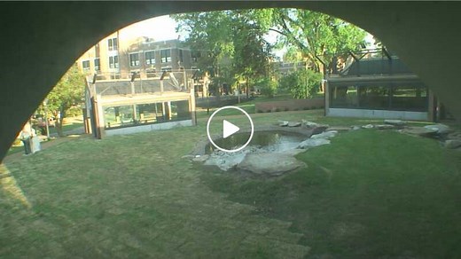 Lion's Den Cam