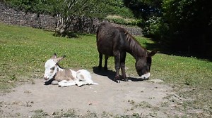 12K views · 810 reactions | ❓ Did you know that a donkey's gestation period can be anywhere between 11 and 14½ months? Find out more about the signs of foaling and what to expect when a donkey foal arrives ➡️ bray.news/foaling | The Donkey Sanctuary | Facebook