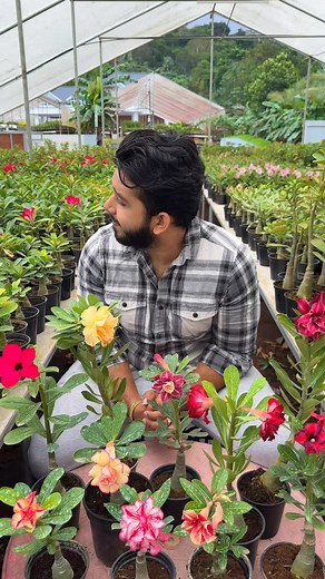 2.7K views · 107 reactions | Back in stock!!!! Here is a new Adenium 10 combo for you guys 李 Just @ 1999 rs only # | Plantgoon | Facebook