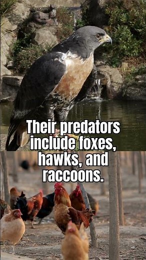 Predator Alert: How Chickens Survive in the Wild