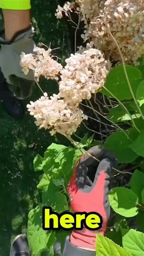 Pruning hydrangeas