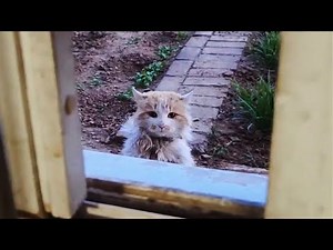 Timid stray cat musters up the courage to go to the window, longing for a home