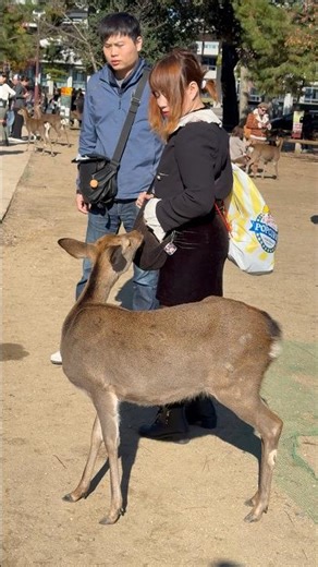 日本で鹿との素敵な出会い！外国人観光客が奈良での魔法のような体験を満喫 ✨🦌💕🥰