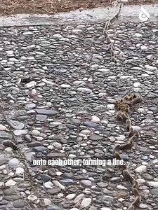 This Caterpillar Can Poison You For 50 Years! | Ridddle