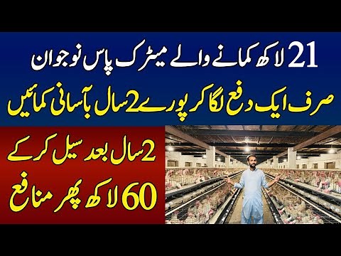 How To Start Layer Farming In Pakistan