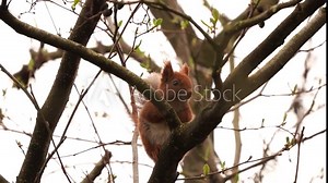 A red squirrel or Eurasian red squirrel (Sciurus vulgaris) sitting in a tree and looking at you