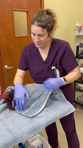 Skill 43: bird towel wrap restraint