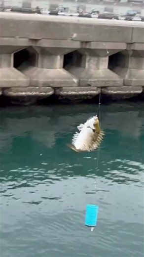 【南紀の現状】バリコ（アイゴ）大増殖中連日爆釣の裏にある“海の変化”とは？