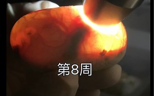 蛇蛋孵化第8周照蛋--马上两个月了，快了快了！